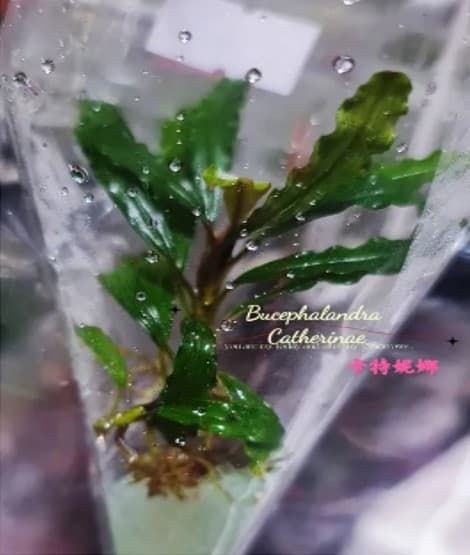 Bucephalandra Catherinae (Rhyzome)