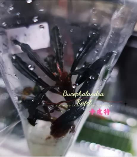 Bucephalandra Kapit (Rhyzome)