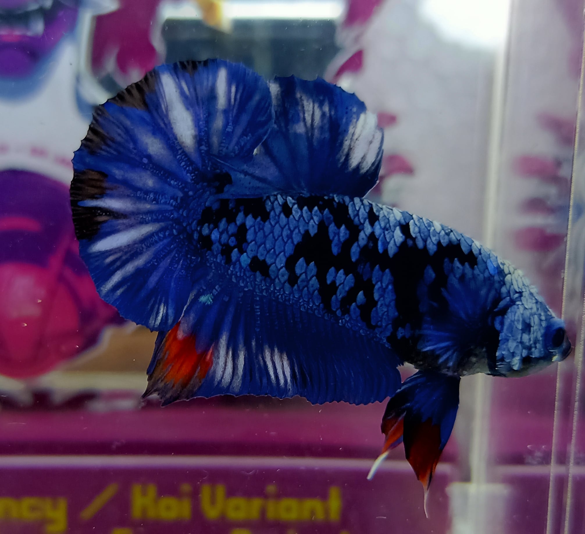 Avatar Gordon top grade