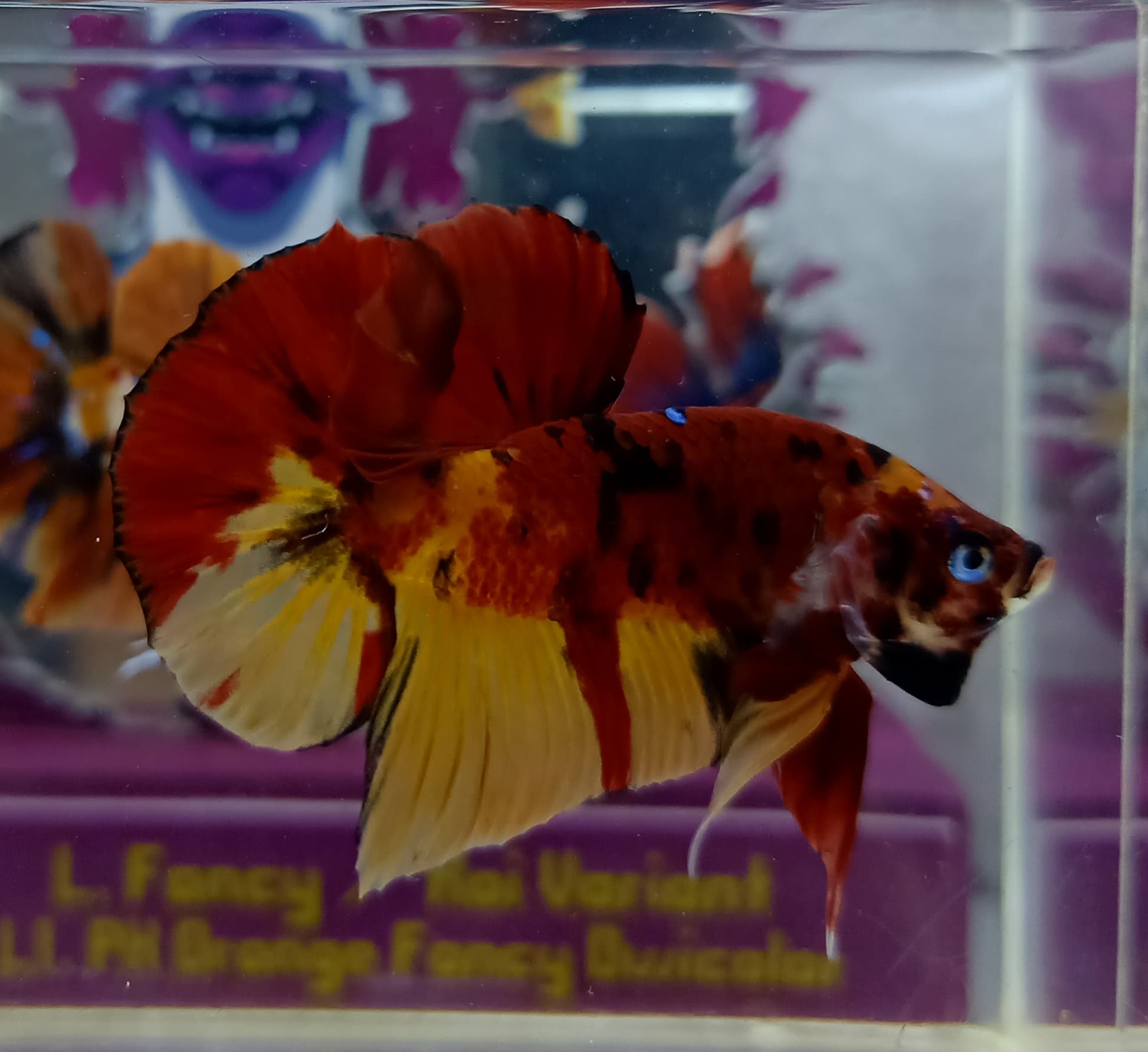 Hmpk multicolor top grade