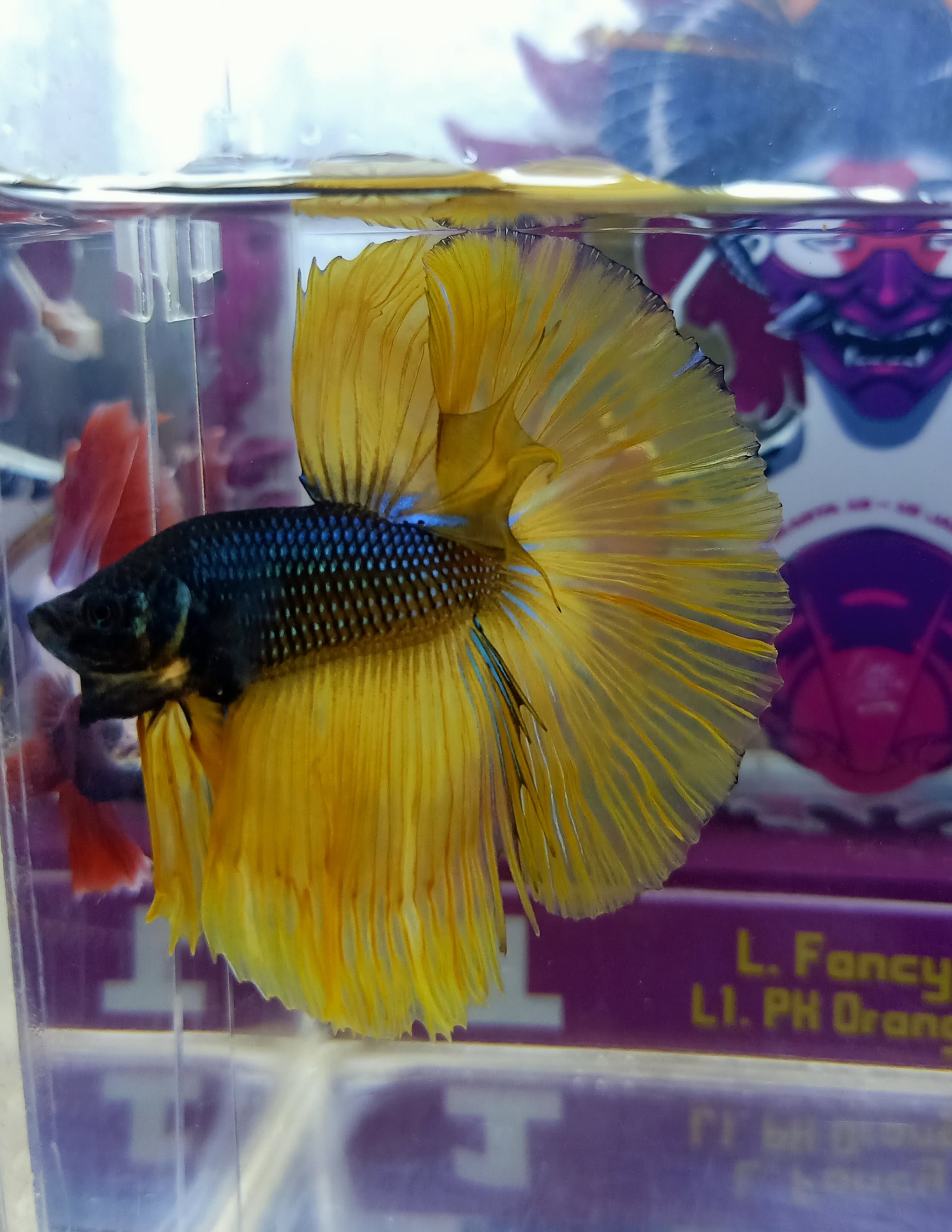 Halfmoon mustard gas