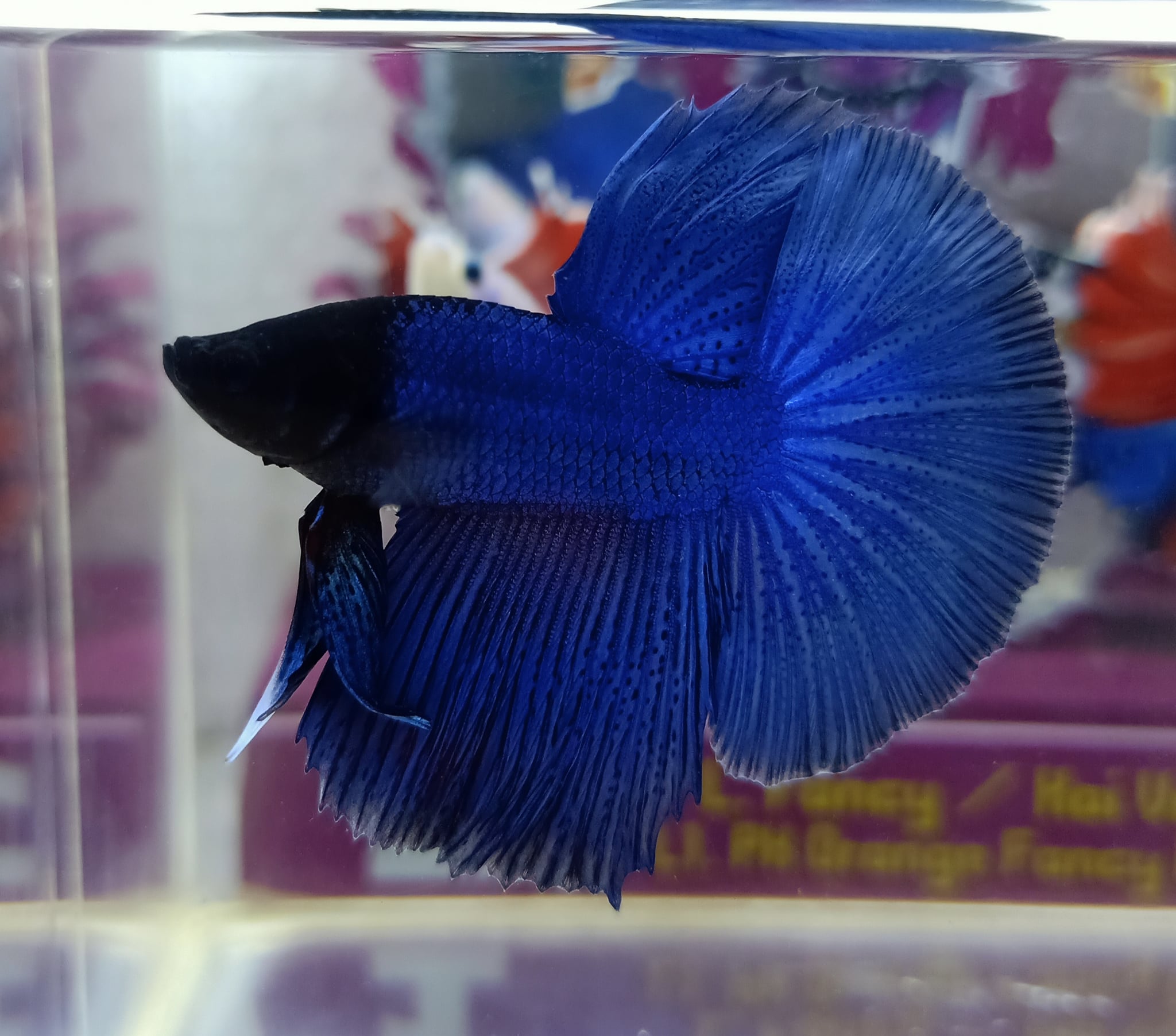 Halfmoon royal blue