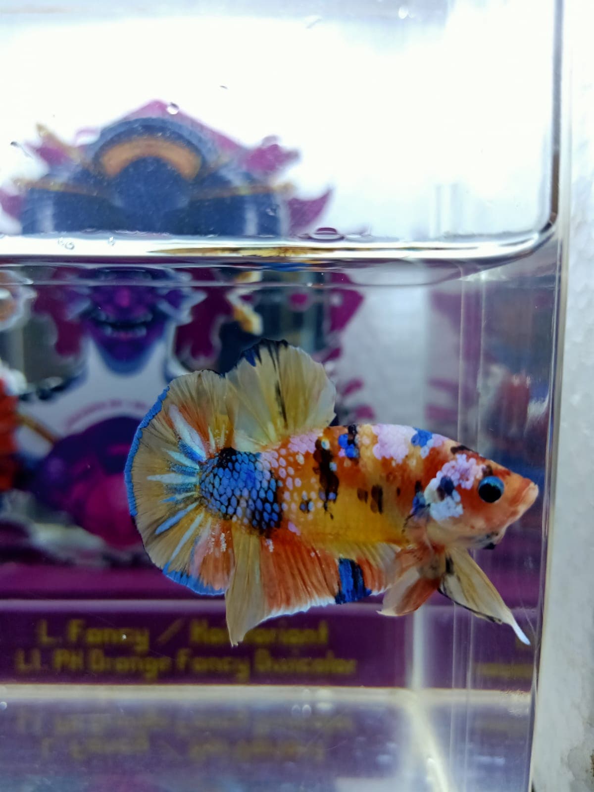 Yellowbase multicolor top grade