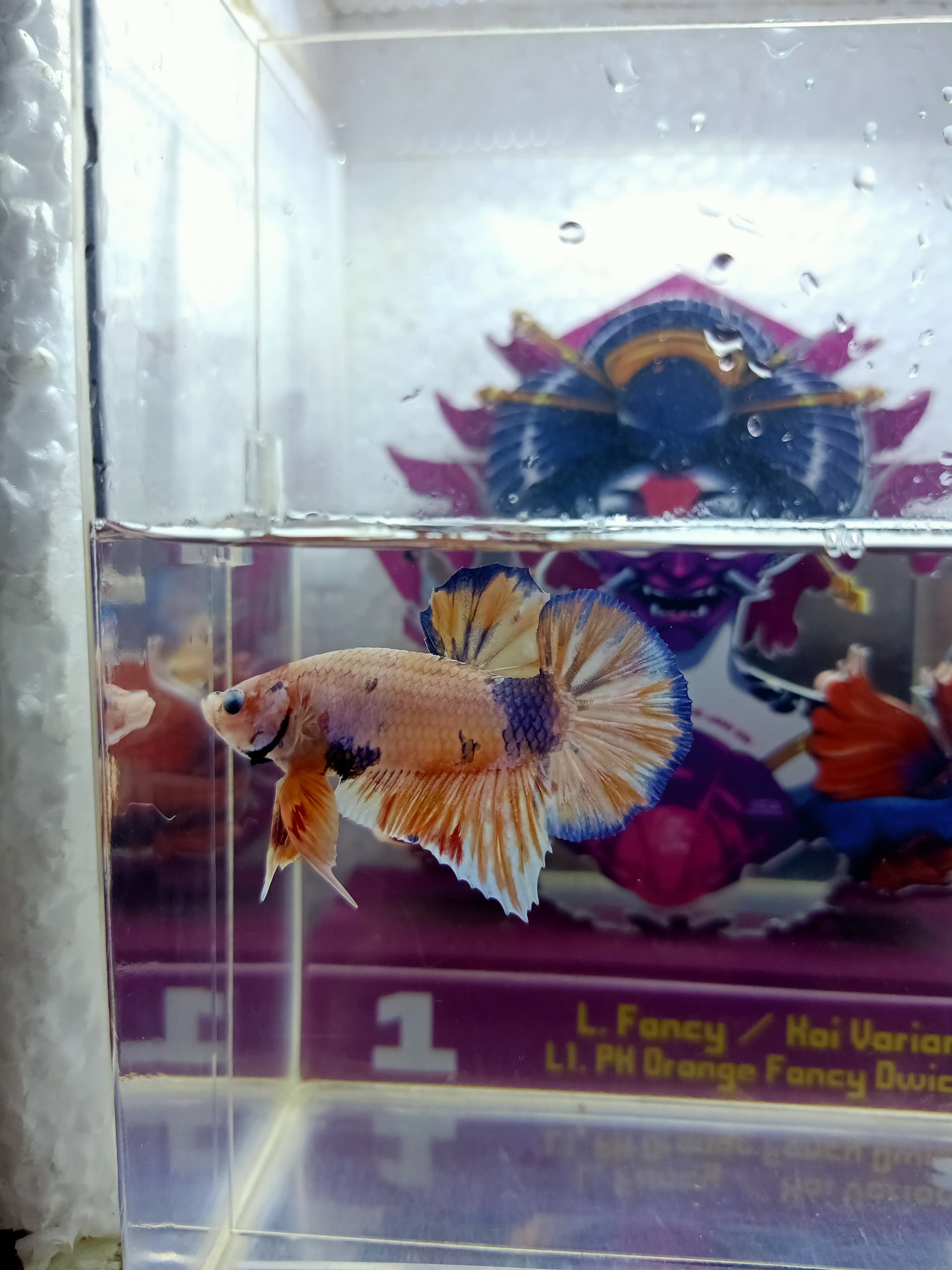 Candy multicolor top grade