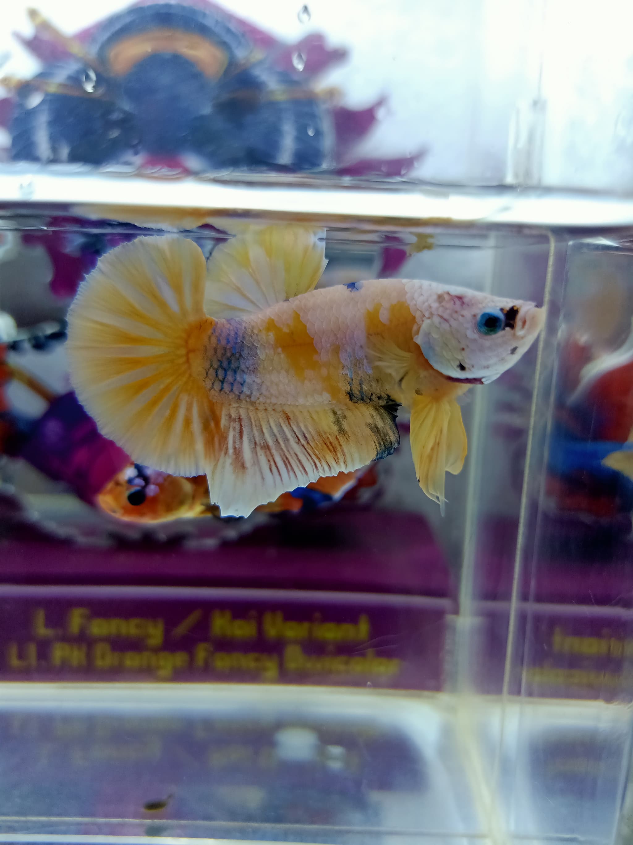 Yellowbase multicolor top grade