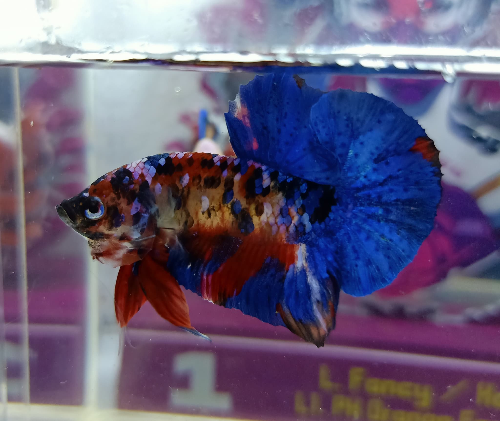 Redkoi galaxy top grade