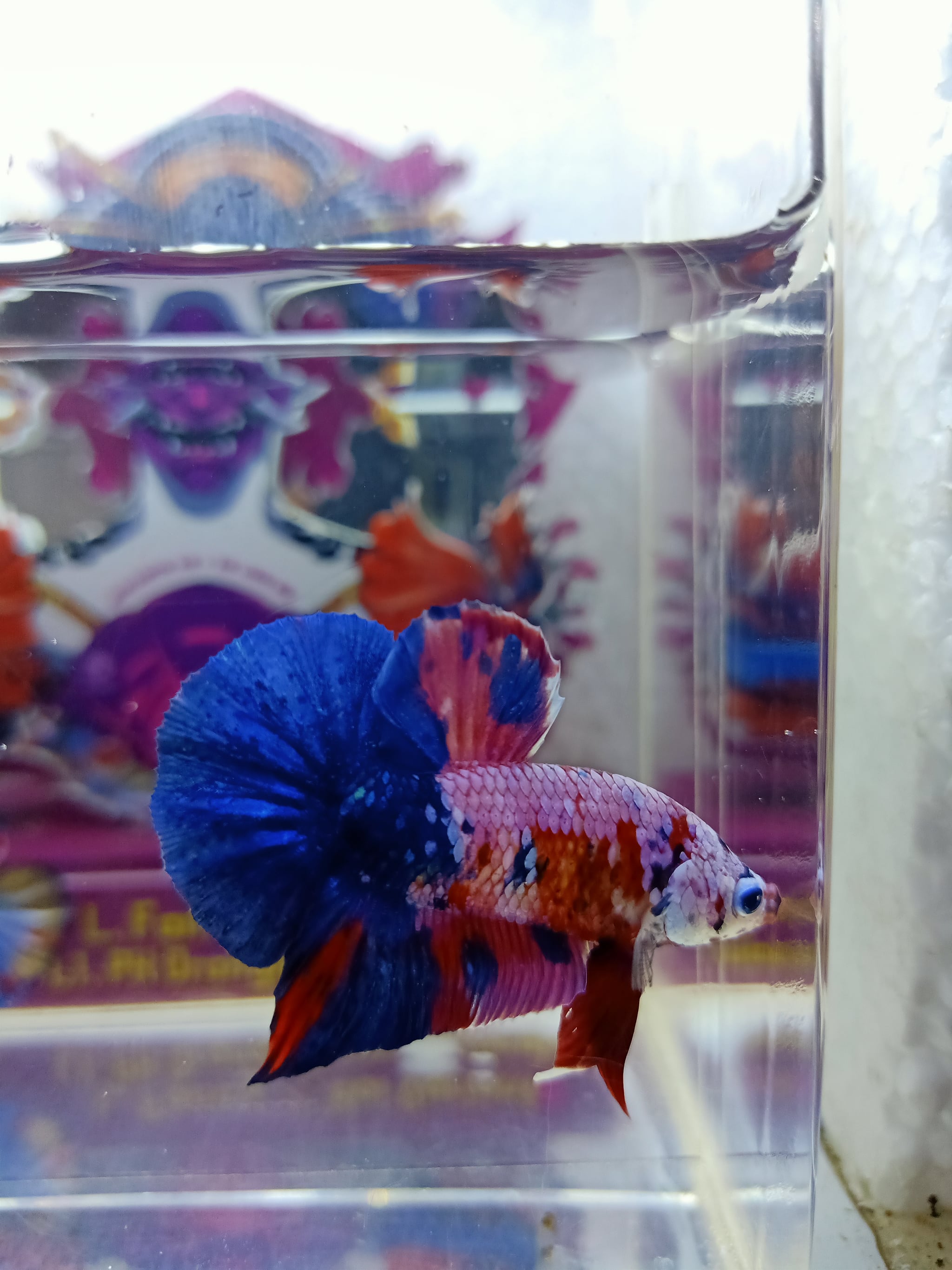 Redkoi galaxy top grade