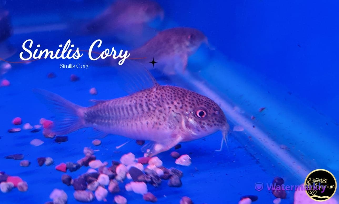 Similis Cory