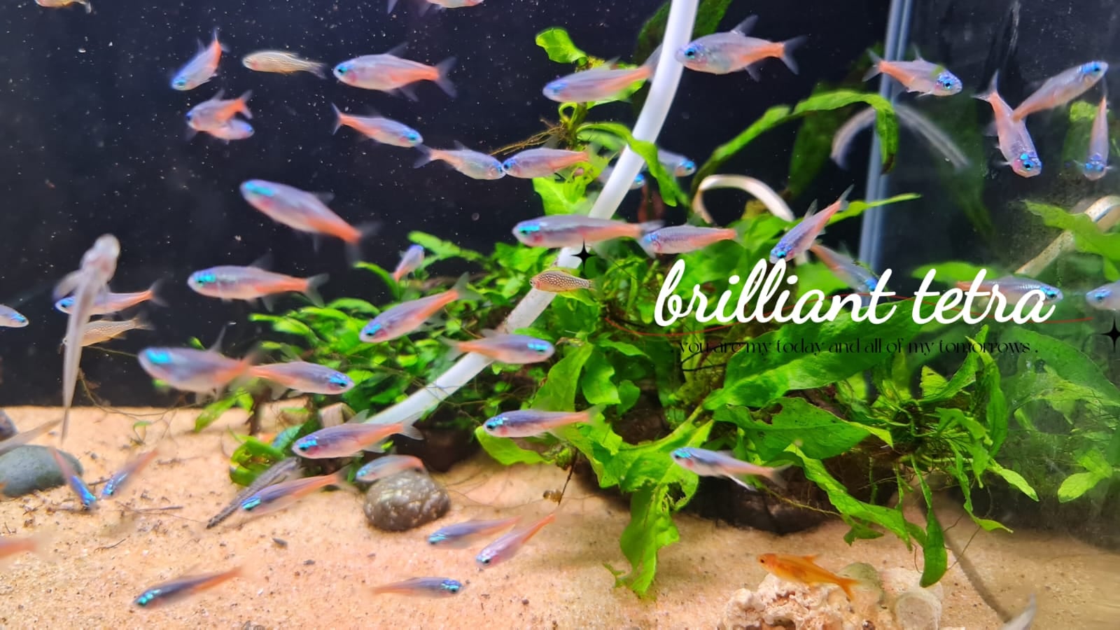 Diamond Head Neon Tetra (5 pcs)