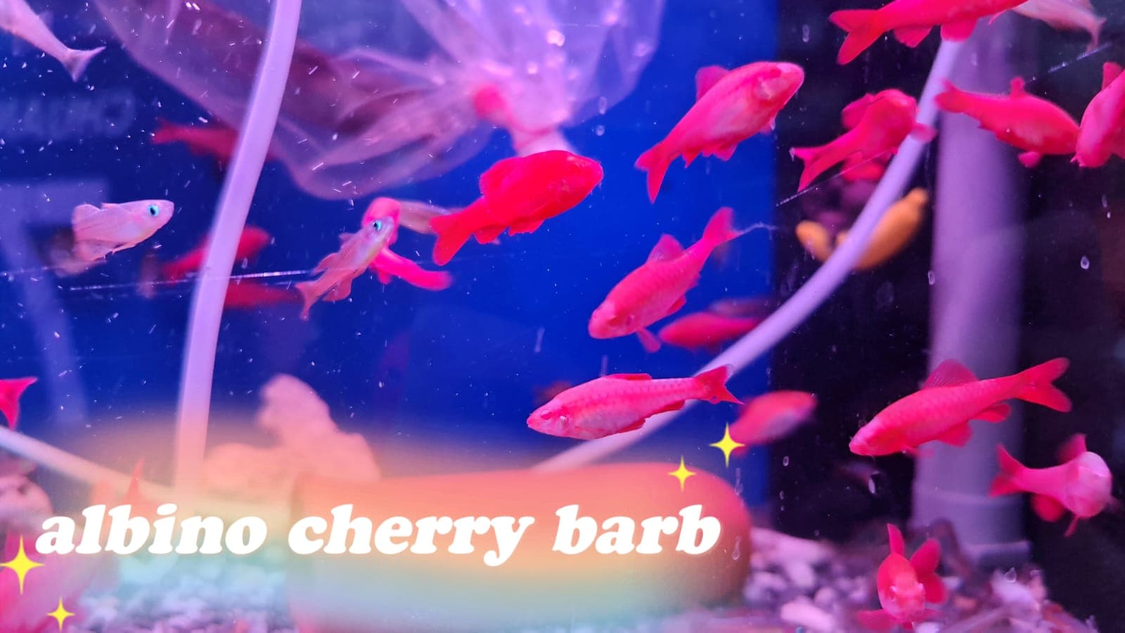 Albino Cherry Barb (5 pcs)