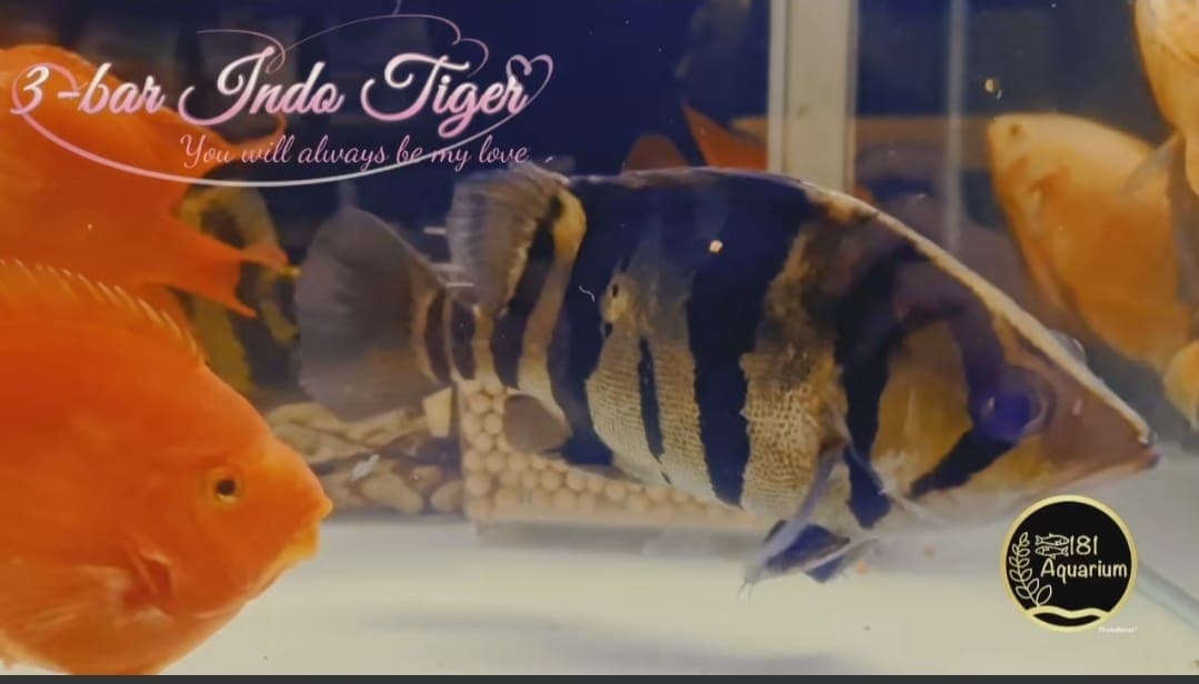 3-Bar Indo Tiger (Size: 8")