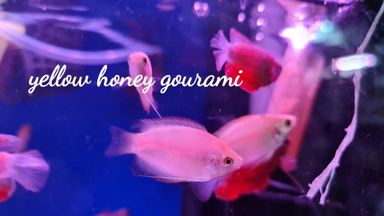 Golden Honey Gourami