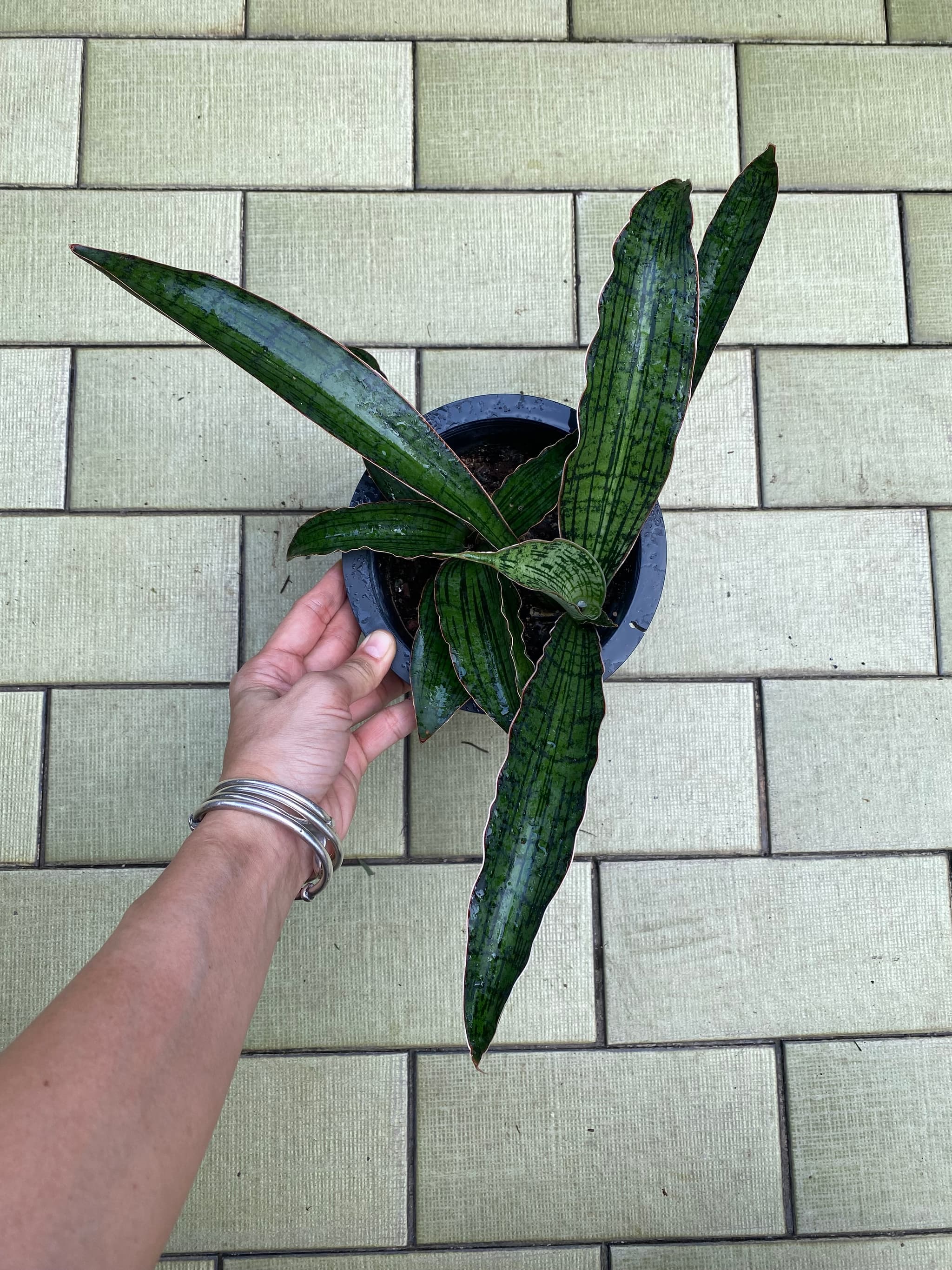 Sansevieria cleopatra (actual plant)