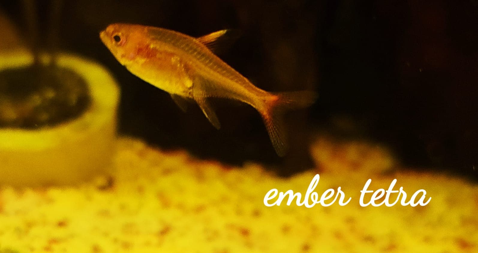 Ember Tetra (5 pcs)