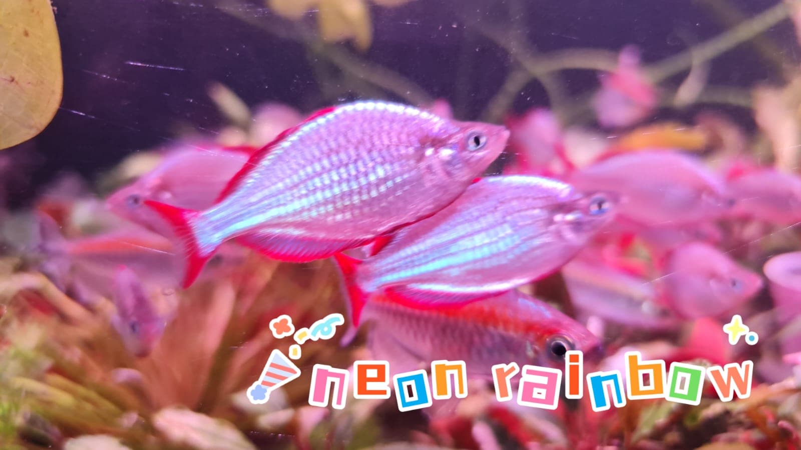 Neon Rainbow Fish