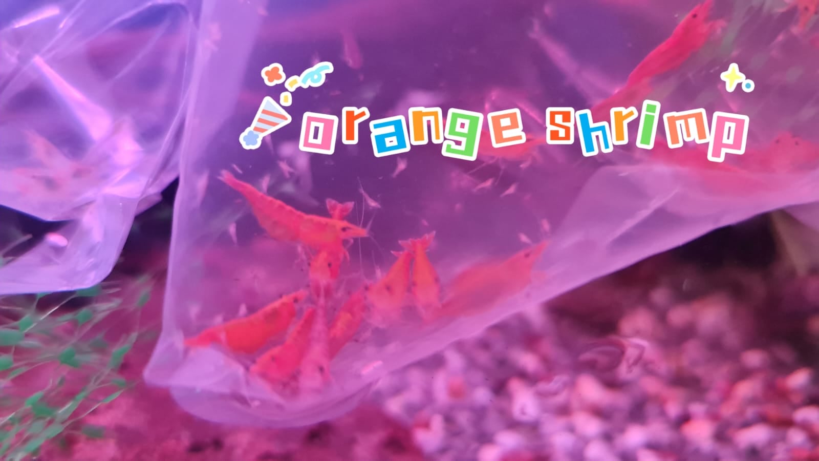 Orang Shrimp (10 pcs)