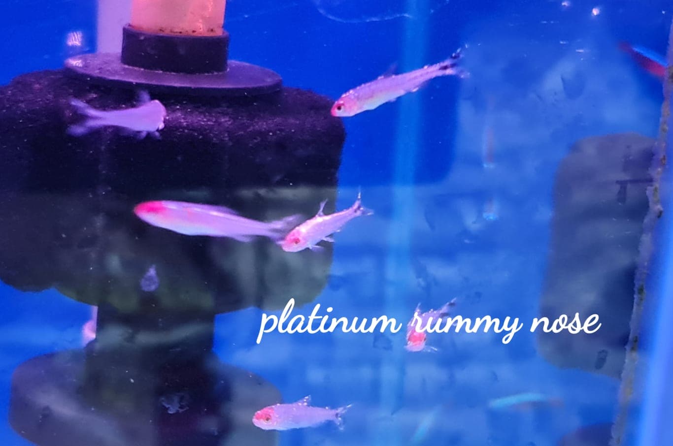 Platinum Rummy Nose