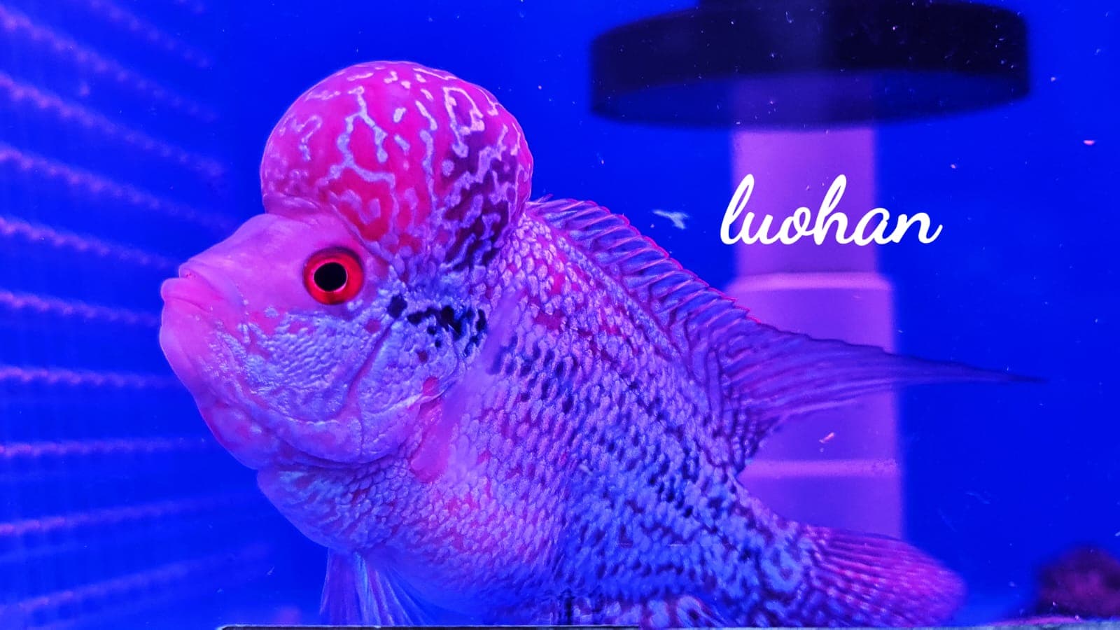 Flower Horn (Luohan)