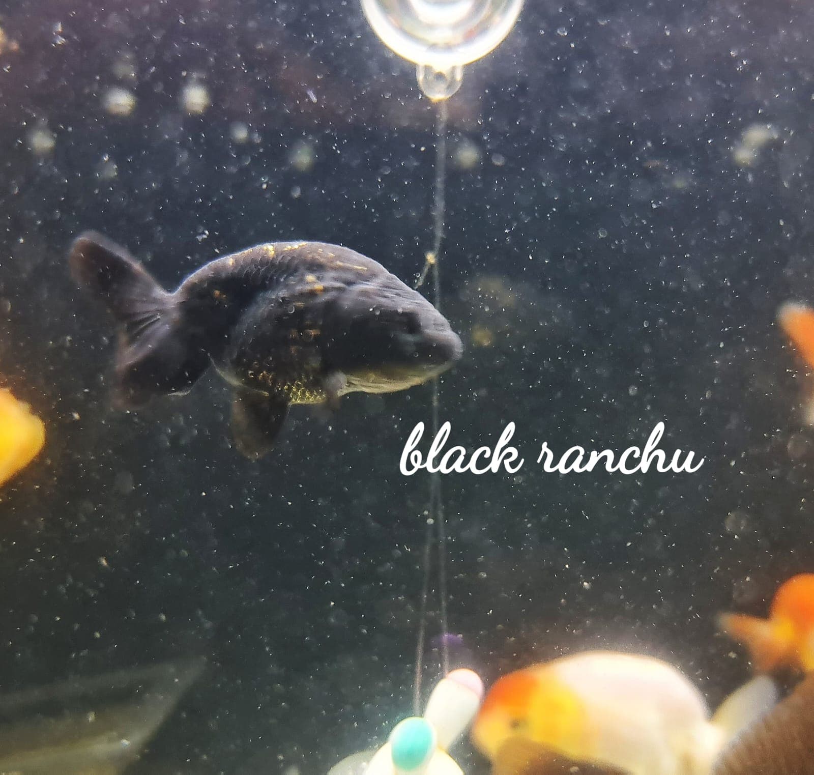 Black Ranchu
