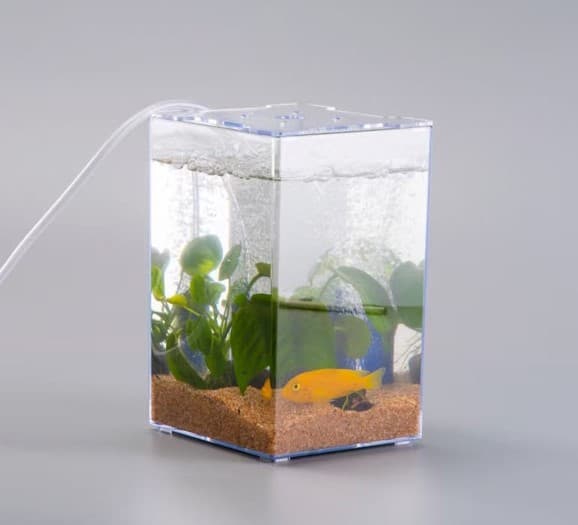 ANS Betta Competition Display Tank 13x12x19cm