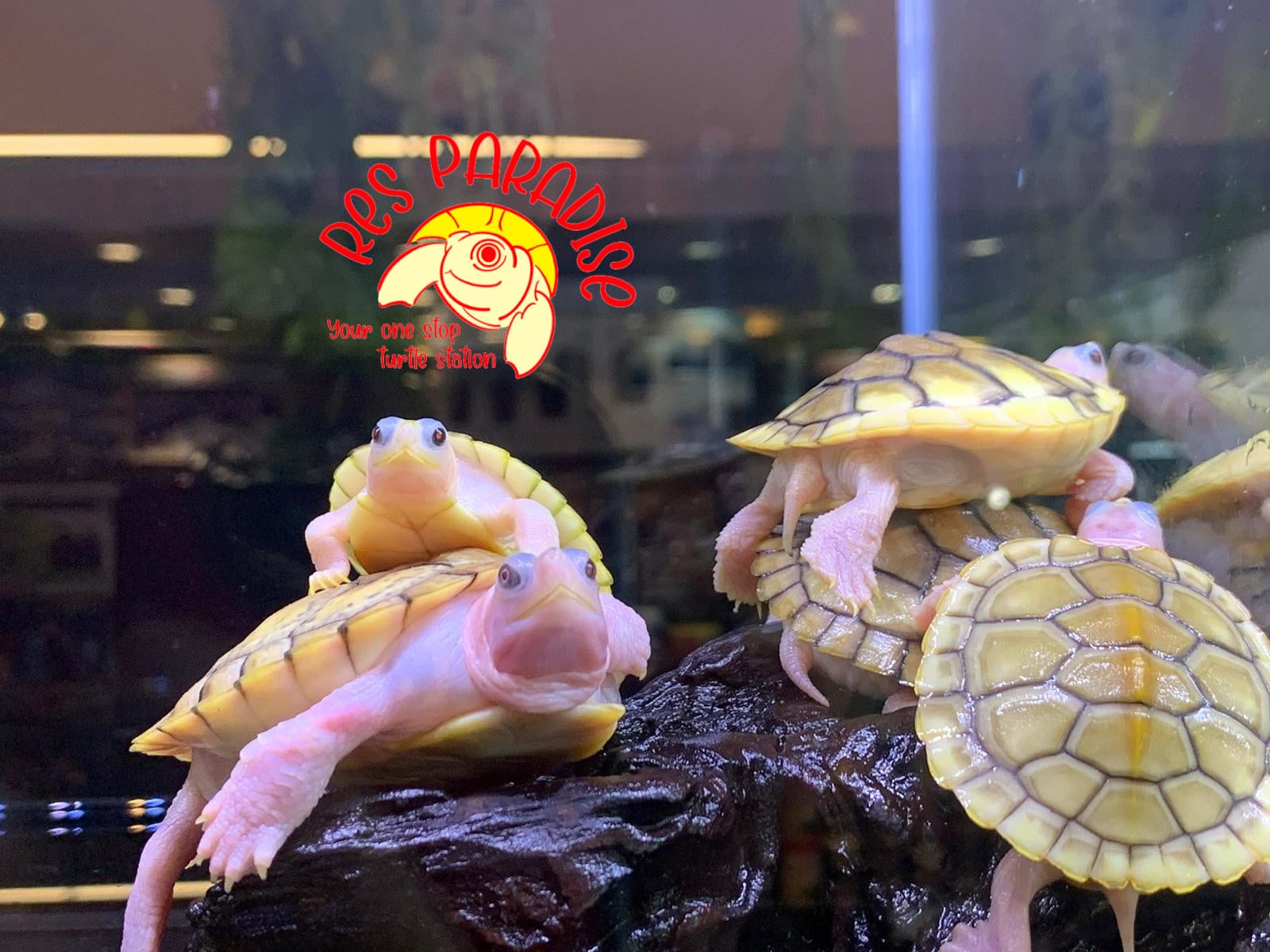 Caramel Pink Red Eared Sliders Turtles