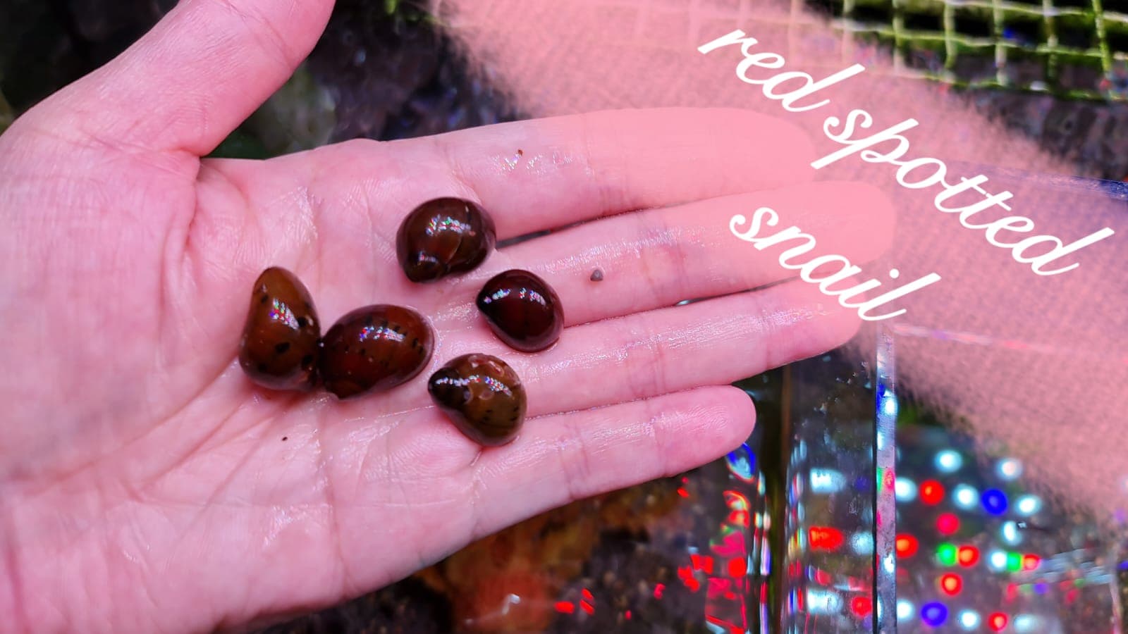 Red Onion Snail (5 pcs)