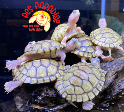 Hybino Red Eared Slider Turtles