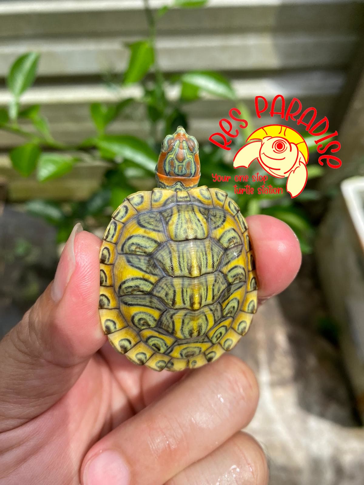 Crayon Pastel Red Eared Slider Turtles