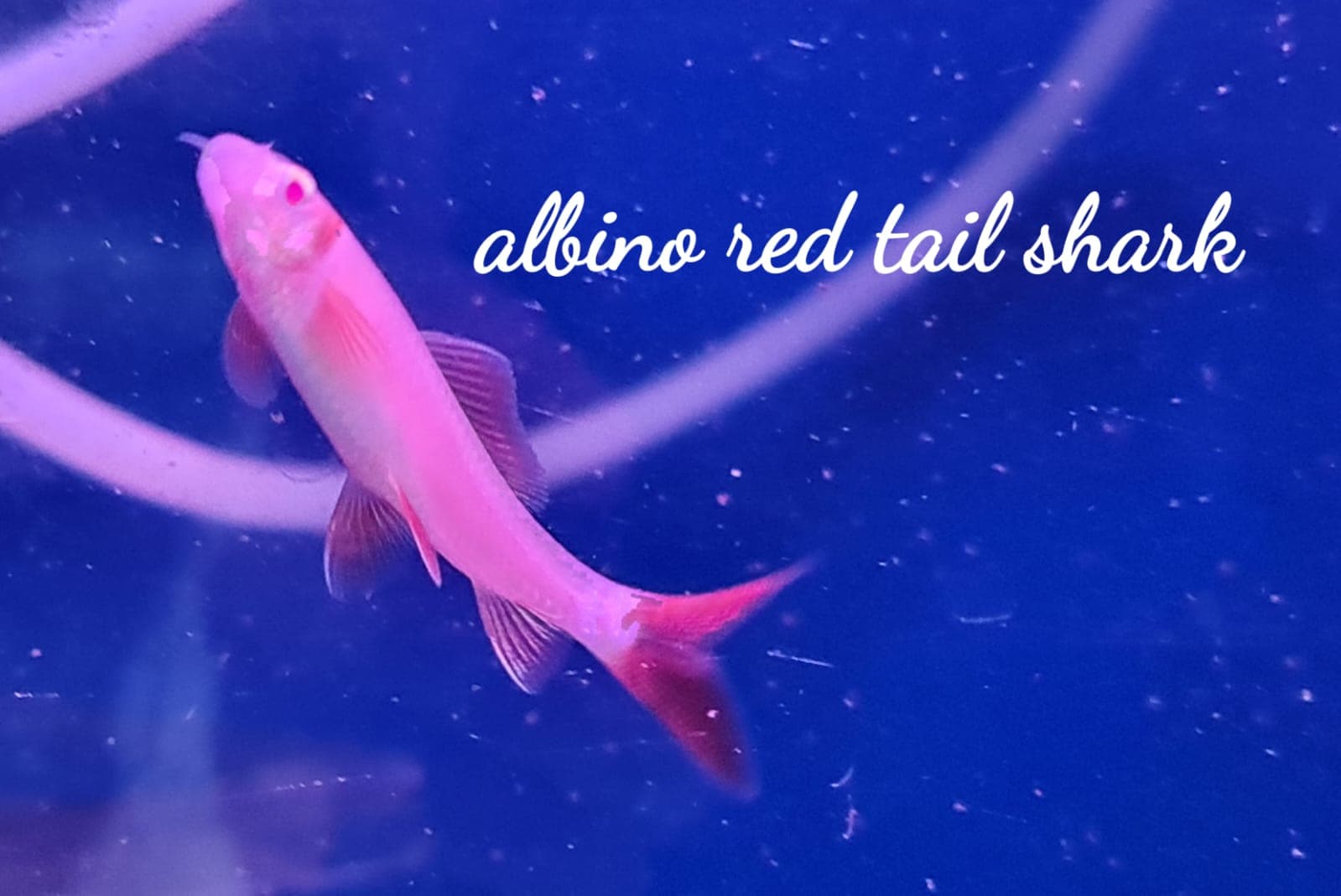 Albino Red Tail Shark