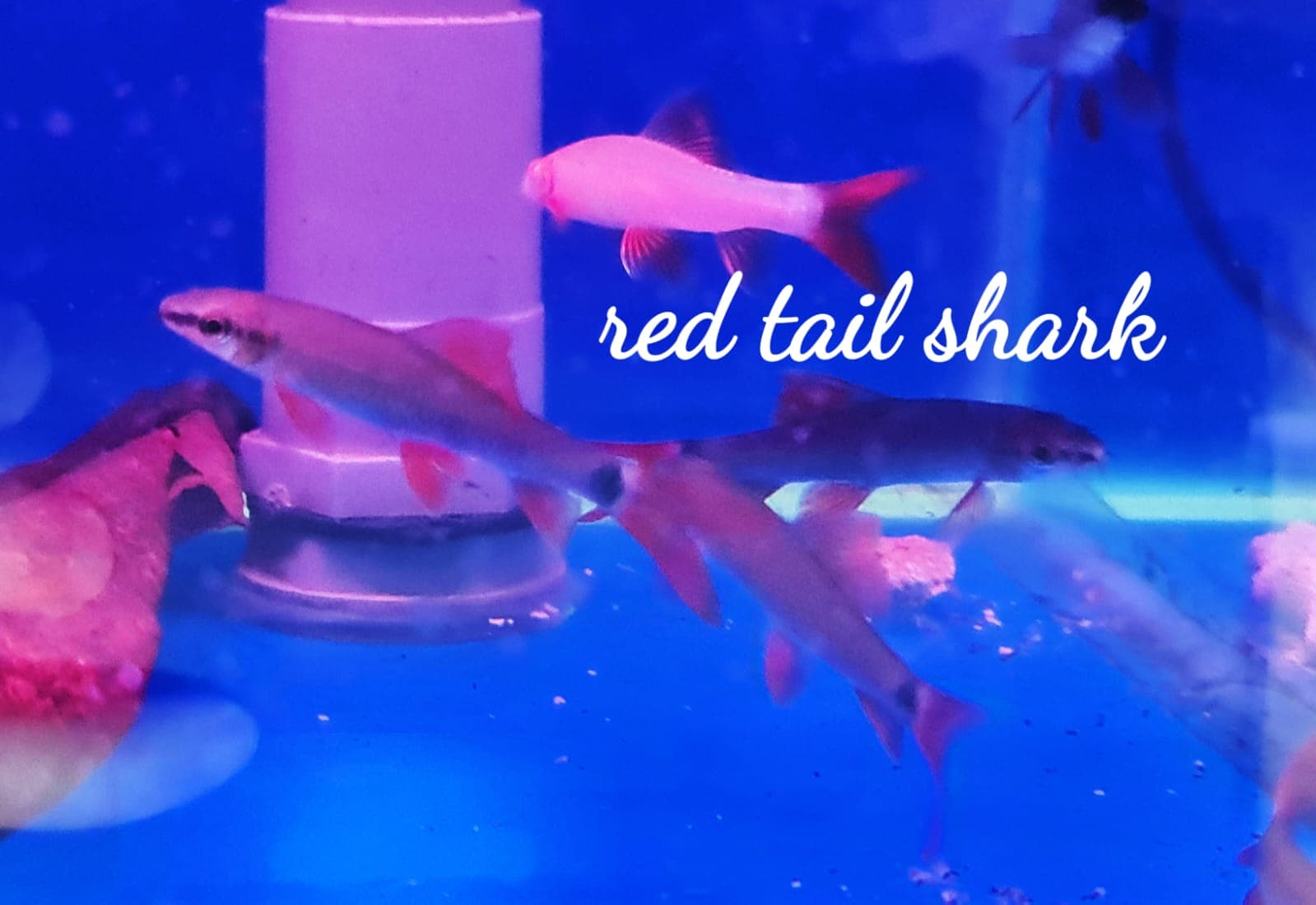 Red Tail Shark