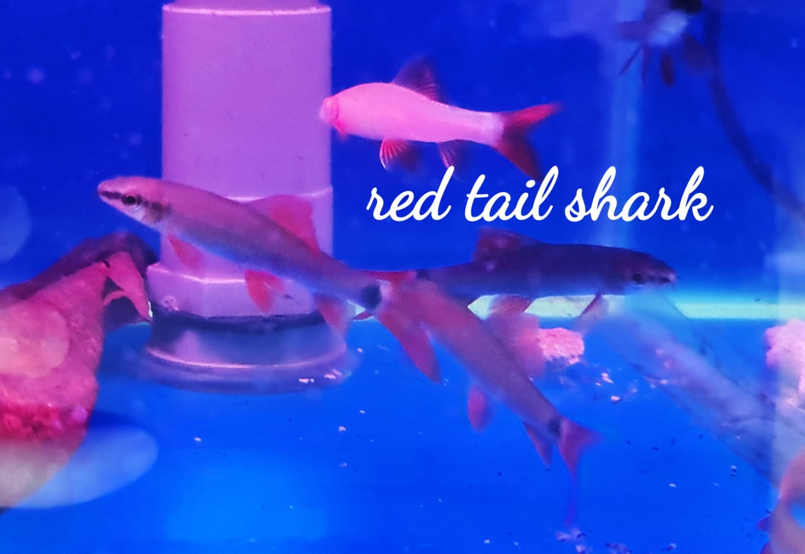 Red Tail Shark