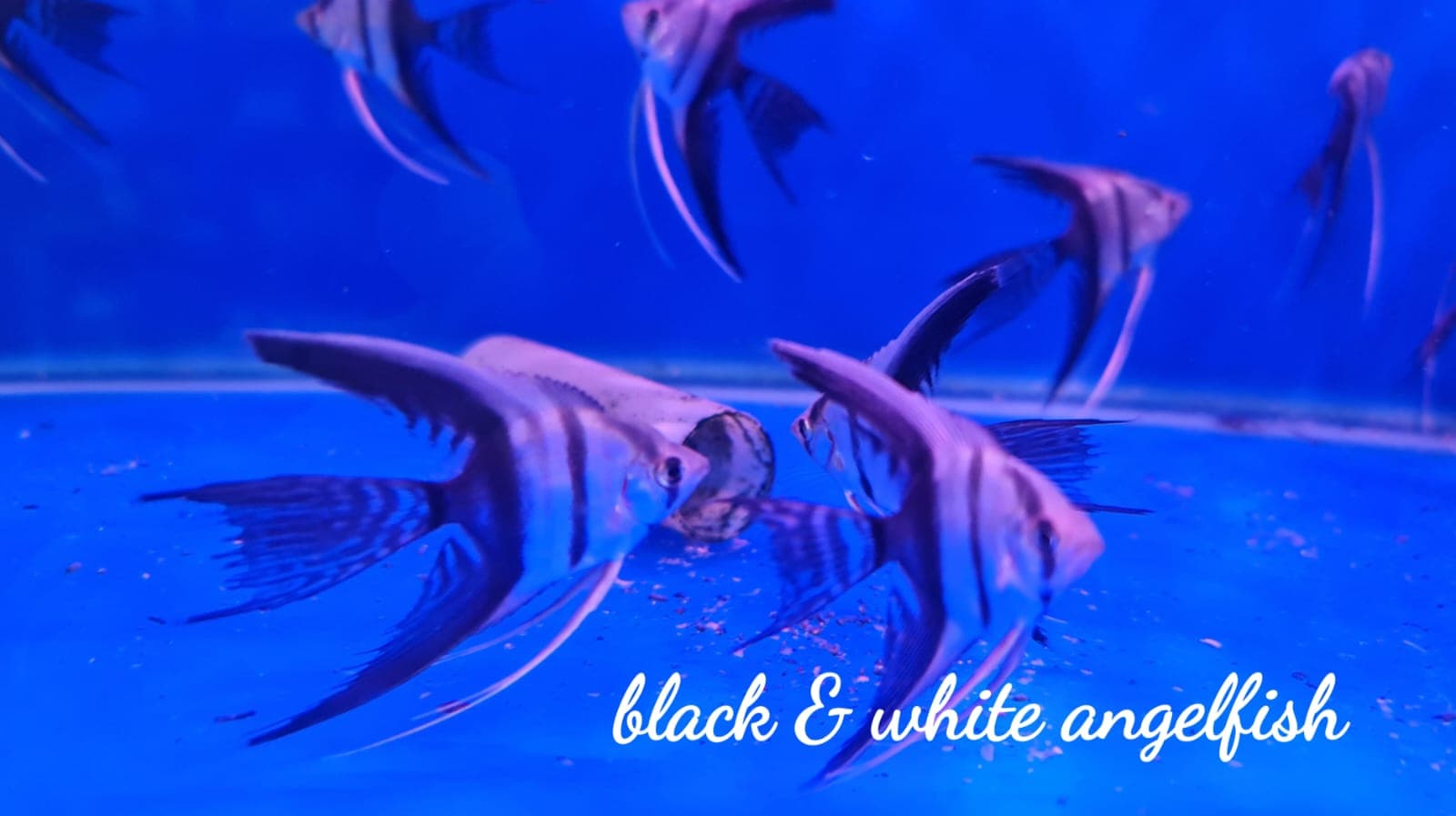 Black & White Angelfish