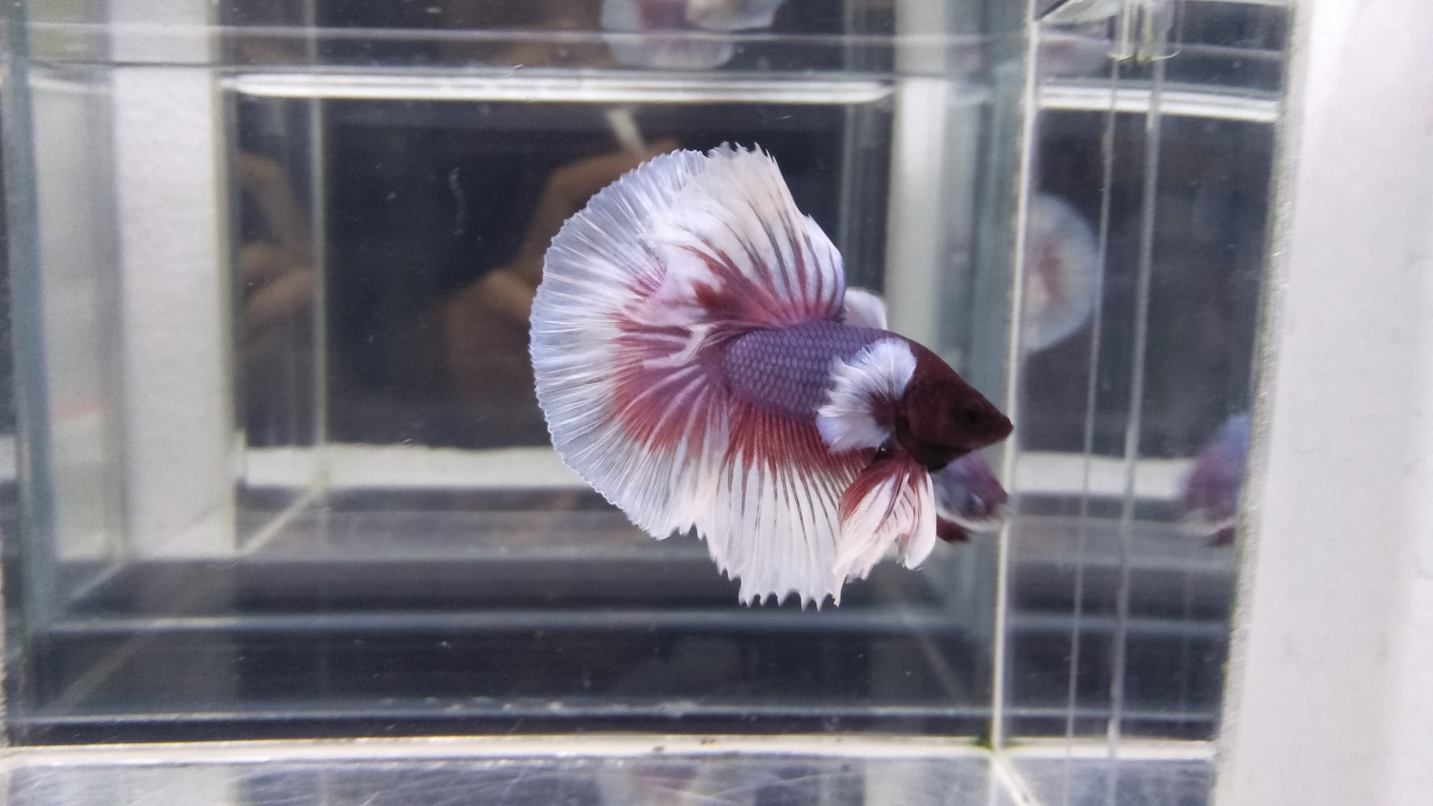 Halfmoon Rosetail Dumbo ear