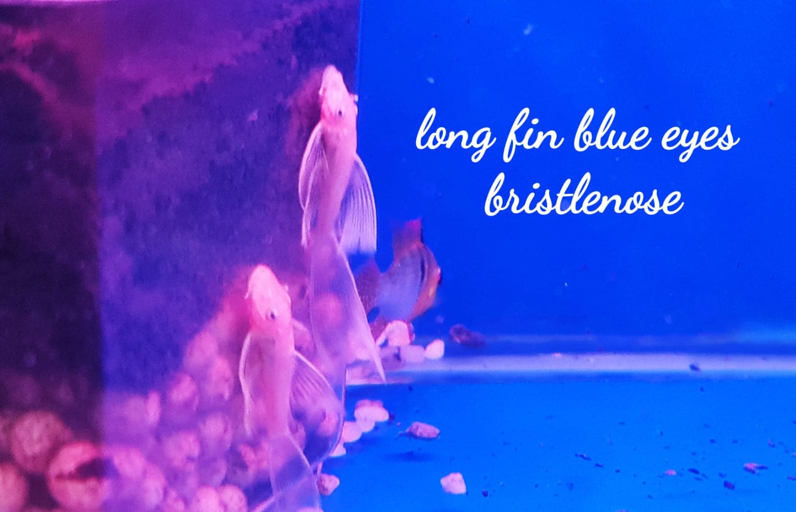 L144 Blue Eye Bristlenose Longfin Pleco