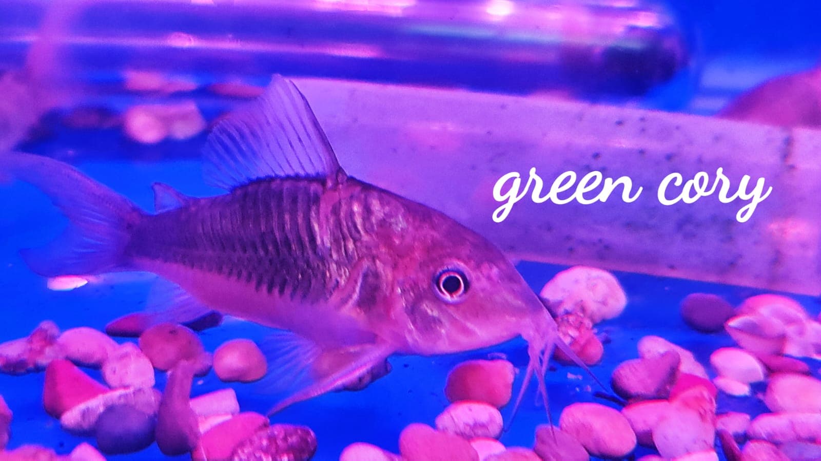 Corydoras Emerald Green