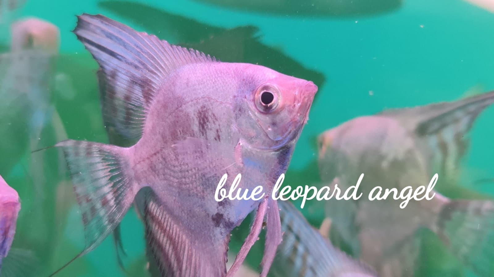 Blue Leopard Angelfish