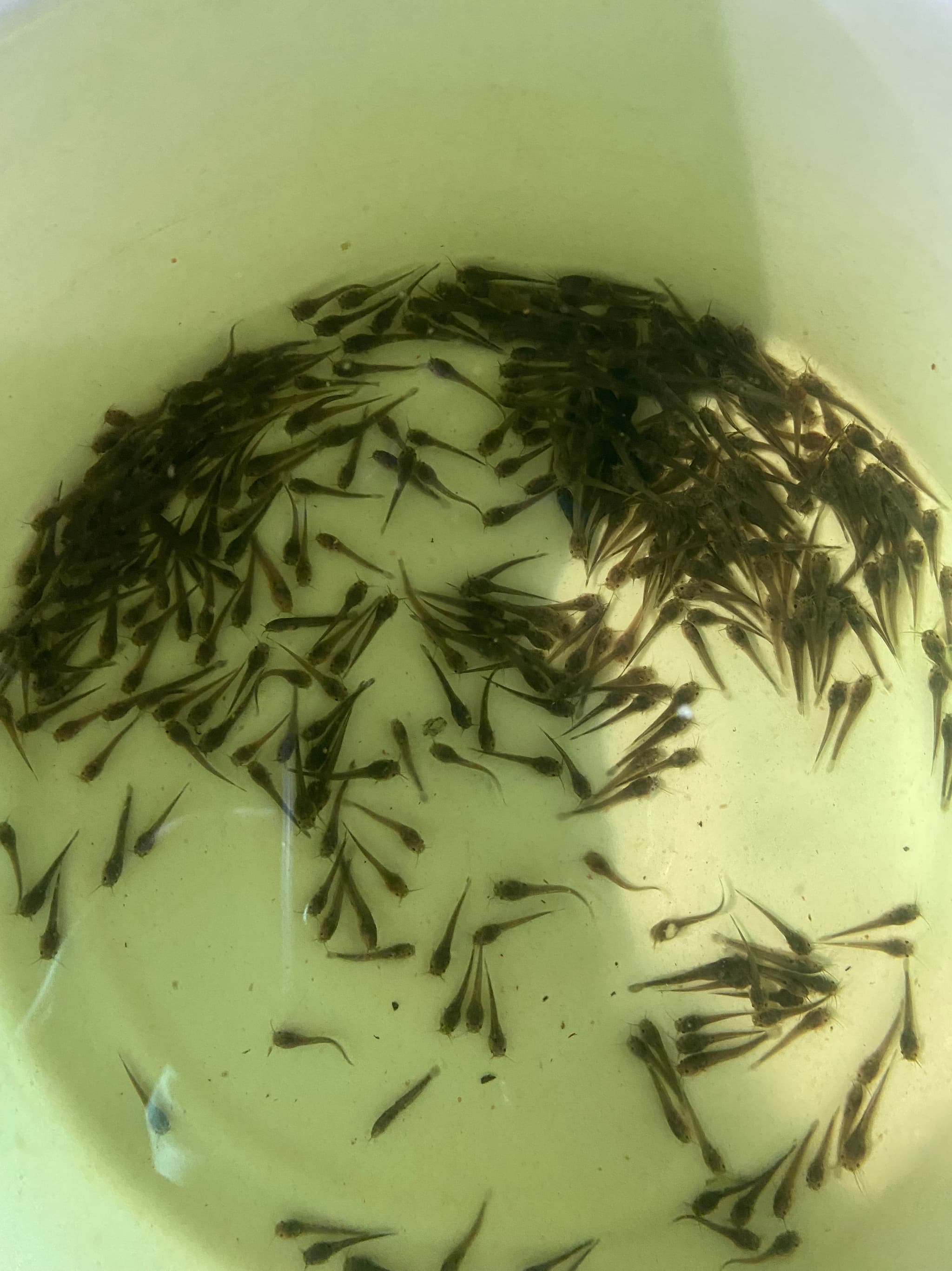 Tiny catfish (+- about 1cm only)