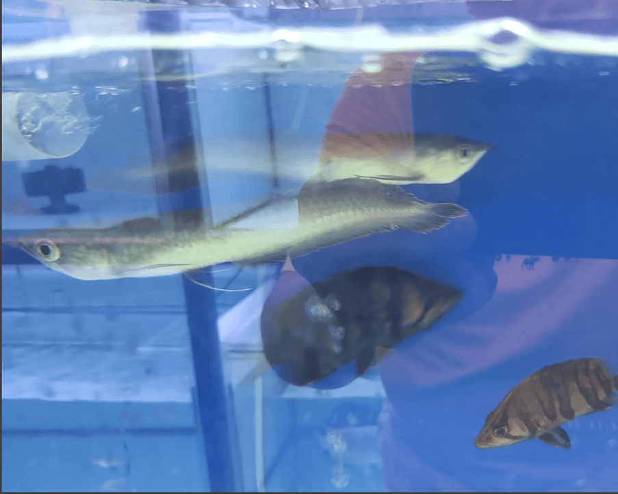 Black Arowana (Osteoglossum Ferreirai)