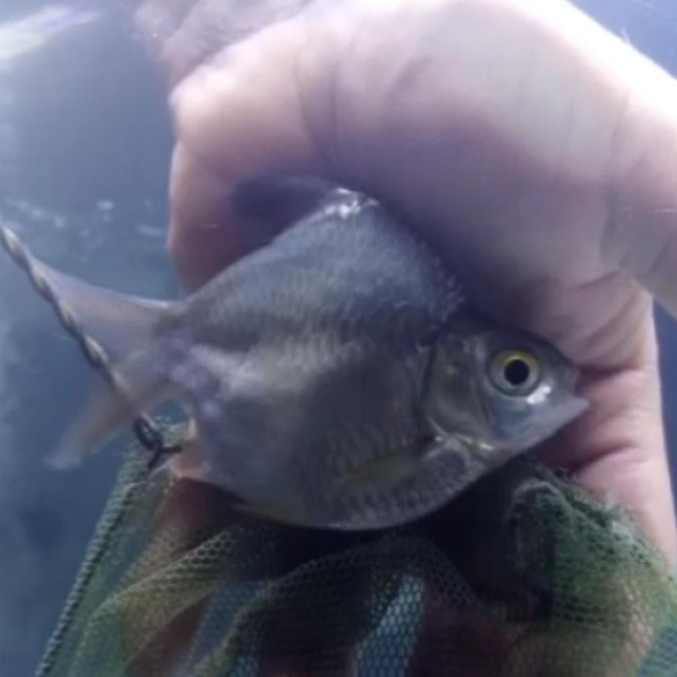 A Grade Shortbody King Green Tin Foil Barb (4 inch)