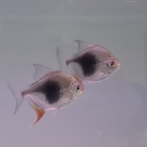 Blackberry Hook (2 pieces) 8-9cm