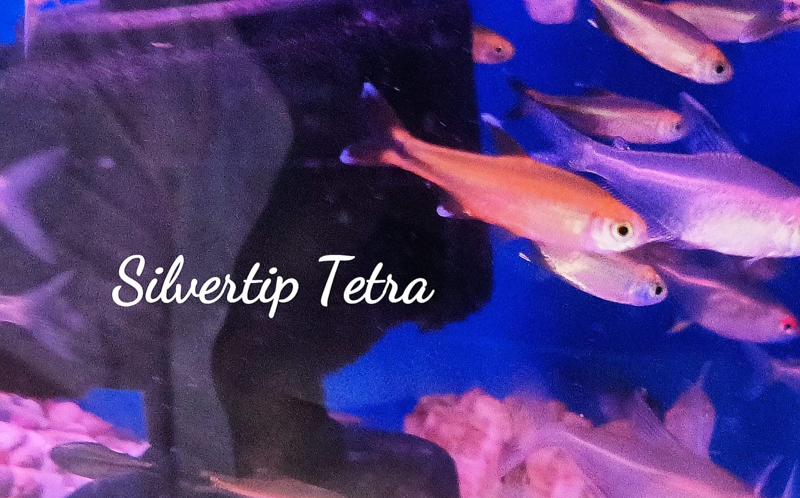 Silvertip Tetra (5 pieces)