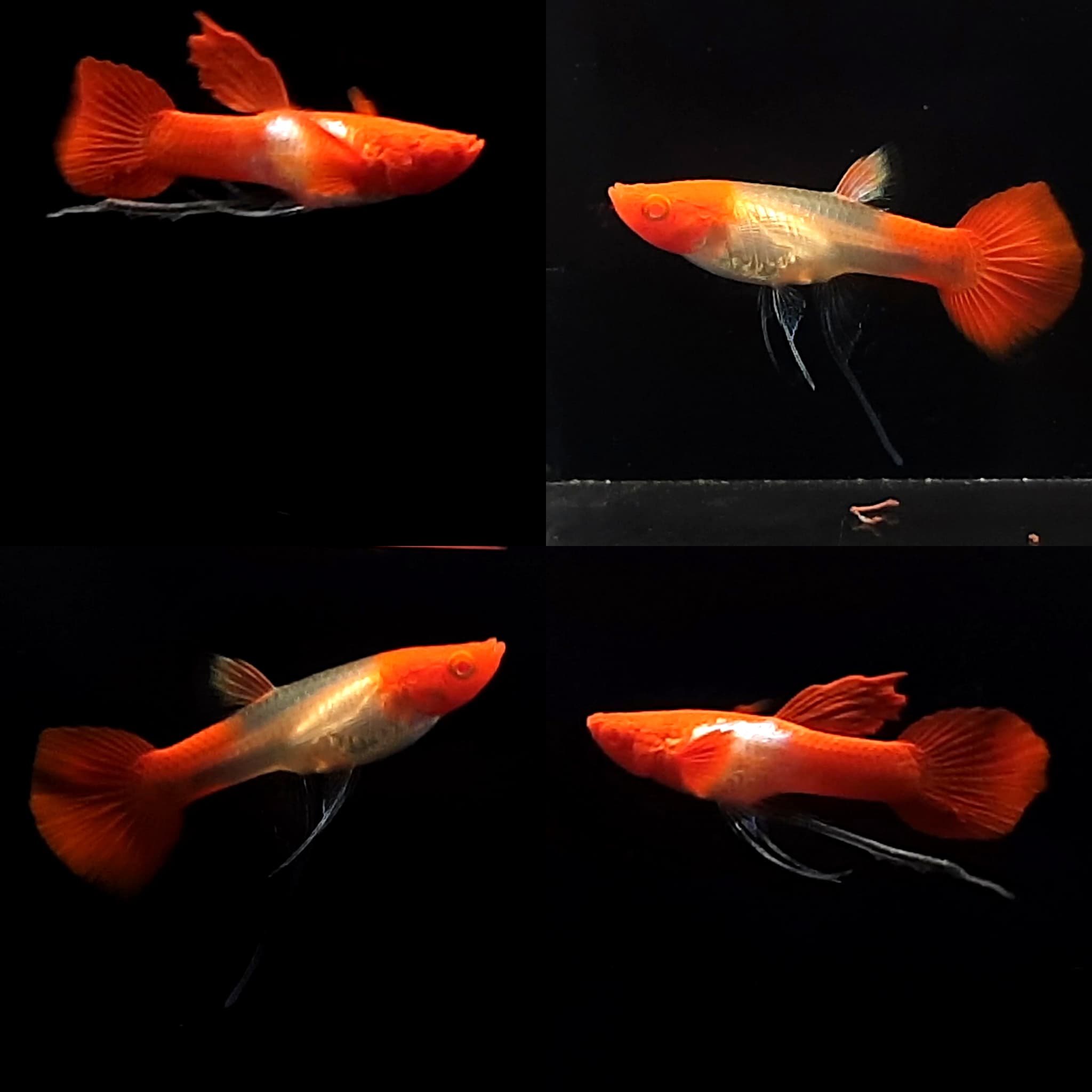 Guppy Albino Platinum Koi Ribbon
