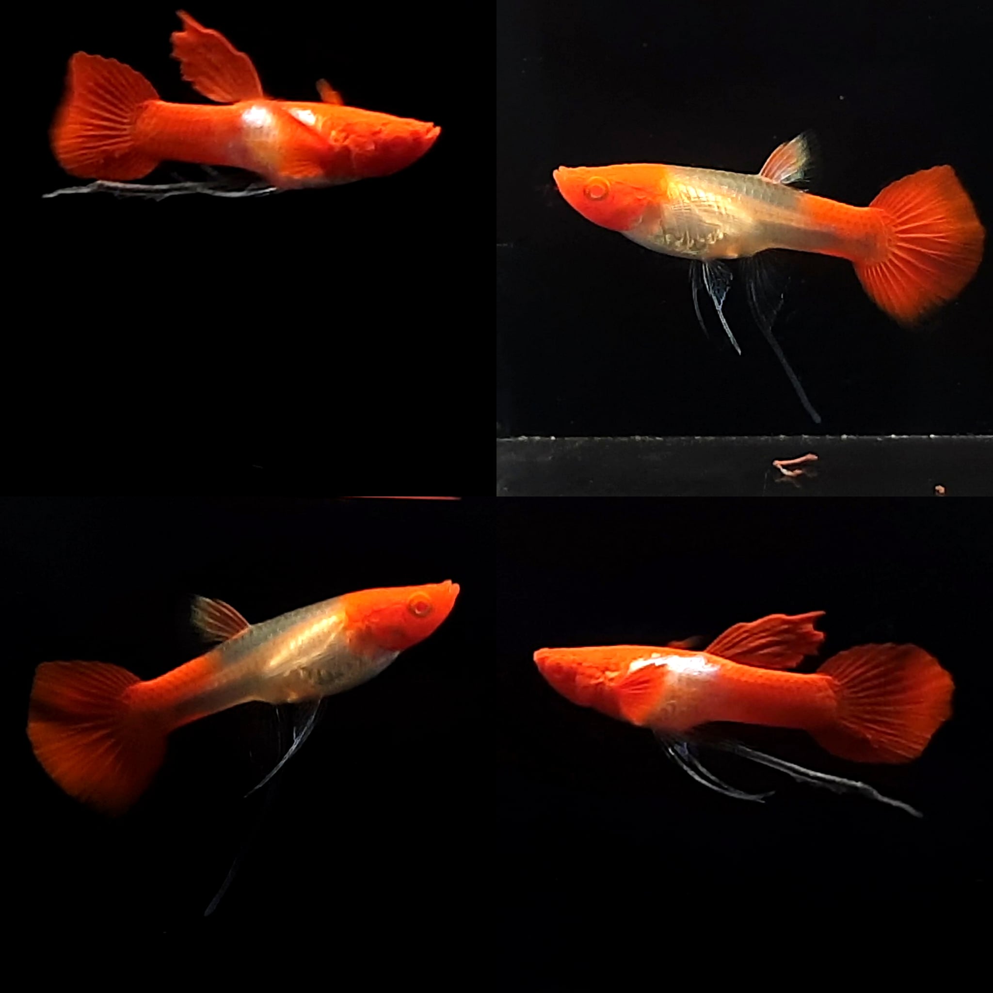 Guppy Albino Platinum Koi Ribbon