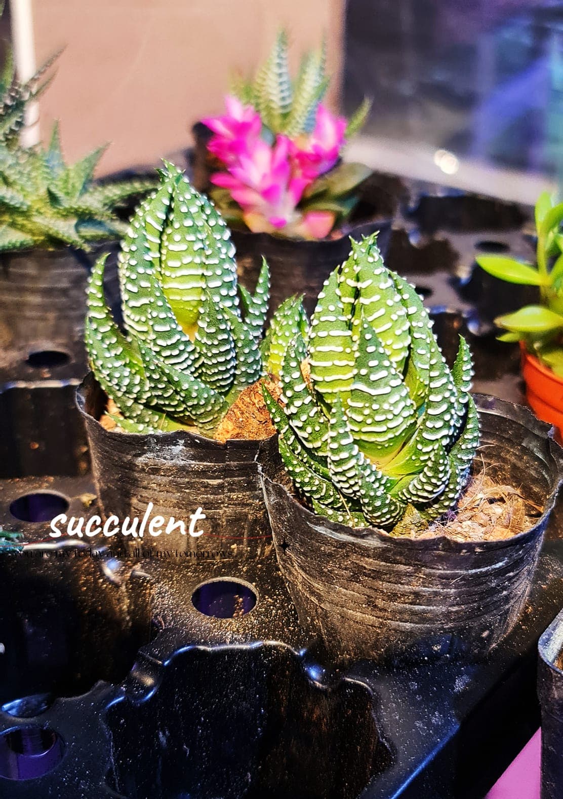 Succulent