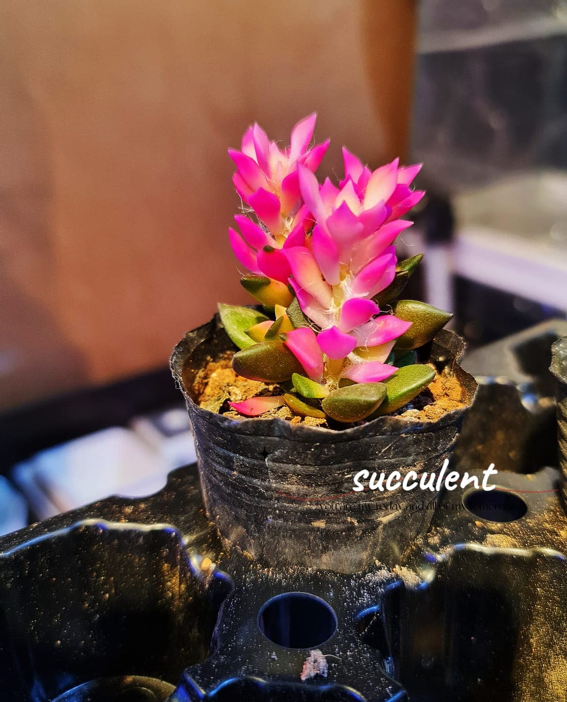 Succulent