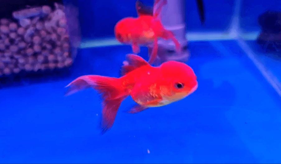 Red OrandaGoldfish