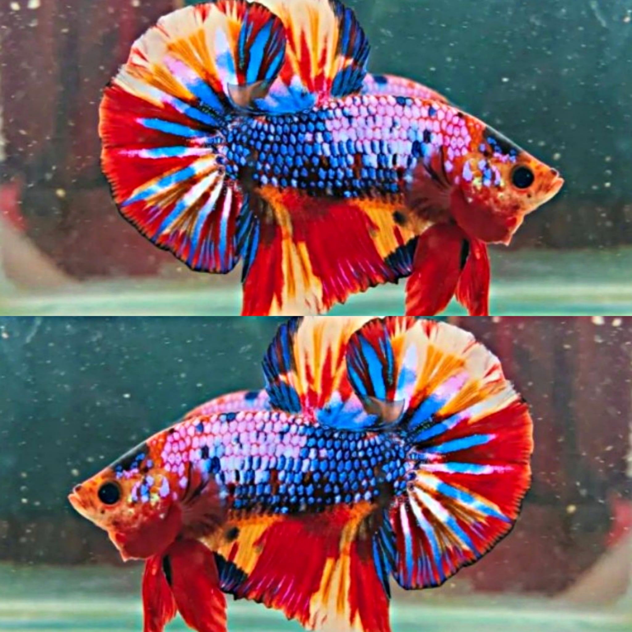 Over tail Nemo fire.