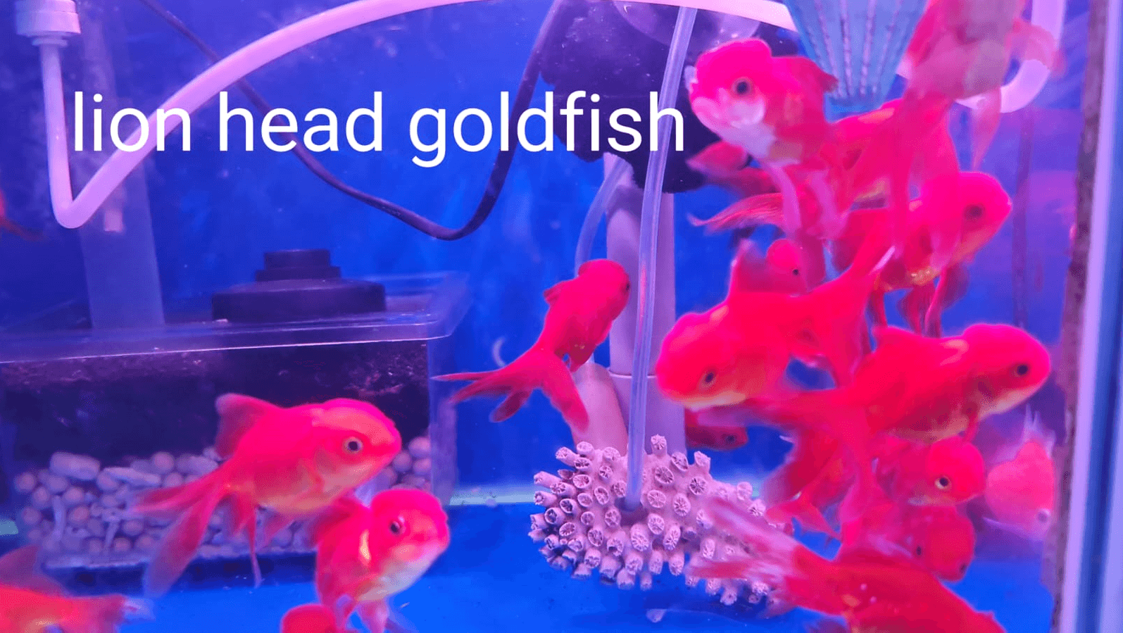 Lionhead Goldfish