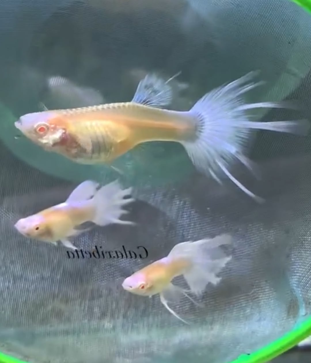 Albino Blue koi Swallow ribbon