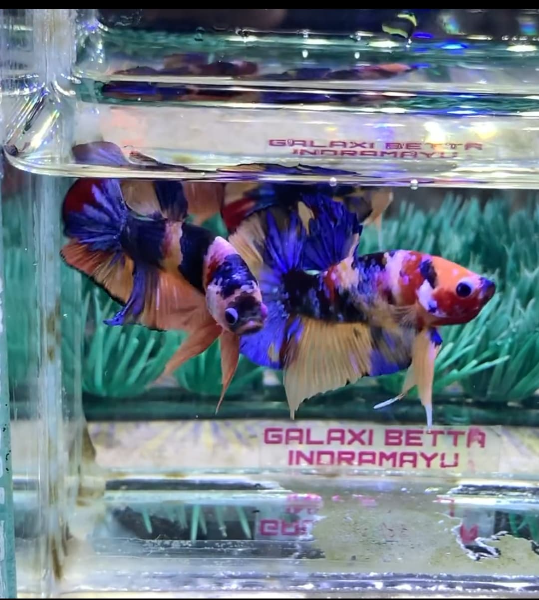 Betta Plakat Multicolour